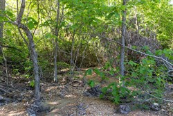 property photo for Sleepy Hollow Phase II Tract 62, 7.8 acres for sale in Texas County, Missouri