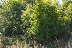 property photo for Sleepy Hollow Phase II Tract 64, 8.85 acres for sale in Texas County, Missouri