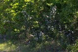 property photo for Sleepy Hollow Phase II Tract 64, 8.85 acres for sale in Texas County, Missouri