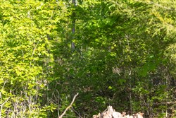 property photo for Sleepy Hollow Phase II Tract 65, 12.19 acres for sale in Texas County, Missouri
