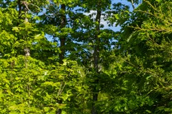 property photo for Sleepy Hollow Phase II Tract 65, 12.19 acres for sale in Texas County, Missouri