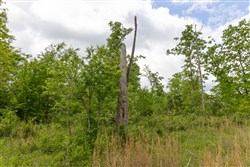 property photo for Sleepy Hollow Phase II Tract 66, 10.58 acres for sale in Texas County, Missouri