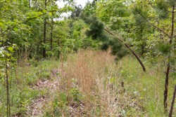 property photo for Sleepy Hollow Phase II Tract 76, 9.83 acres for sale in Texas County, Missouri