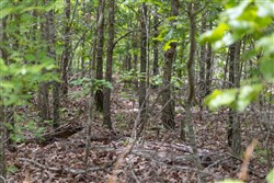 property photo for Sleepy Hollow Phase II Tract 76, 9.83 acres for sale in Texas County, Missouri