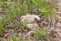 property photo for Sleepy Hollow Phase II Tract 76, 9.83 acres for sale in Texas County, Missouri