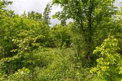 property photo for Sleepy Hollow Phase II Tract 77, 5.2 acres for sale in Texas County, Missouri
