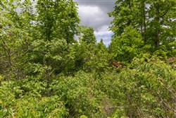 property photo for Sleepy Hollow Phase II Tract 77, 5.2 acres for sale in Texas County, Missouri