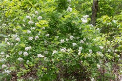 property photo for Sleepy Hollow Phase II Tract 77, 5.2 acres for sale in Texas County, Missouri