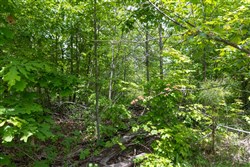 property photo for Sleepy Hollow Phase II Tract 77, 5.2 acres for sale in Texas County, Missouri