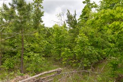 property photo for Sleepy Hollow Phase II Tract 78, 5.35 acres for sale in Texas County, Missouri