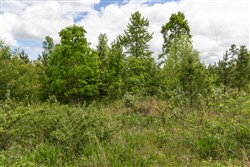property photo for Sleepy Hollow Phase II Tract 85, 9.75 acres for sale in Texas County, Missouri