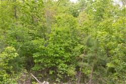 property photo for Sleepy Hollow Phase II Tract 98, 5.9 acres for sale in Texas County, Missouri