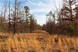 property photo for Windy Ridge Tract 11, 6.89 acres for sale in Texas County, Missouri