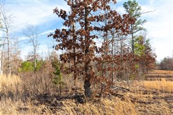 property photo for Windy Ridge Tract 11, 6.89 acres for sale in Texas County, Missouri