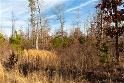 property photo for Windy Ridge Tract 11, 6.89 acres for sale in Texas County, Missouri
