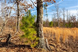 property photo for Windy Ridge Tract 11, 6.89 acres for sale in Texas County, Missouri