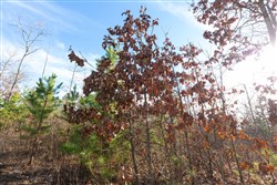 property photo for Windy Ridge Tract 11, 6.89 acres for sale in Texas County, Missouri