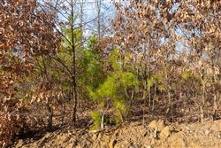 property photo for Windy Ridge Tract 6, 5.94 acres for sale in Texas County, Missouri
