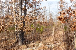 property photo for Windy Ridge Tract 6, 5.94 acres for sale in Texas County, Missouri
