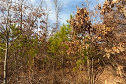 property photo for Windy Ridge Tract 6, 5.94 acres for sale in Texas County, Missouri