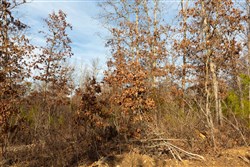 property photo for Windy Ridge Tract 6, 5.94 acres for sale in Texas County, Missouri