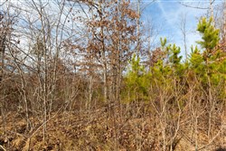 property photo for Windy Ridge Tract 6, 5.94 acres for sale in Texas County, Missouri