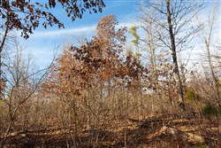 property photo for Windy Ridge Tract 8, 6.44 acres for sale in Texas County, Missouri