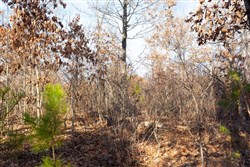 property photo for Windy Ridge Tract 8, 6.44 acres for sale in Texas County, Missouri