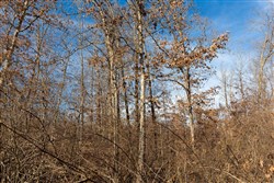 property photo for Windy Ridge Tract 8, 6.44 acres for sale in Texas County, Missouri