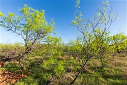 property photo for Hackberry Fields Tract 21, 8.32 acres for sale in Greer County, Oklahoma