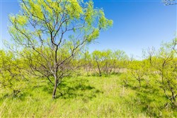 property photo for Hackberry Fields Tract 23, 4.18 acres for sale in Greer County, Oklahoma