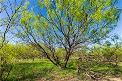 property photo for Hackberry Fields Tract 26, 5.41 acres for sale in Greer County, Oklahoma