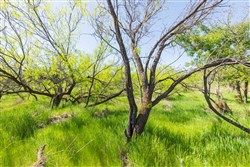 property photo for Hackberry Fields Tract 8, 5.04 acres for sale in Greer County, Oklahoma
