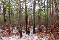 property photo for Stone Bridge Phase IV Tract 237, 5.75 acres for sale in LatimerHaskell County, Oklahoma
