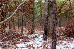 property photo for Stone Bridge Phase IV Tract 238, 6.18 acres for sale in LatimerHaskell County, Oklahoma