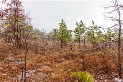 property photo for Stone Bridge Phase IV Tract 267, 14.23 acres for sale in LatimerHaskell County, Oklahoma