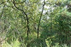 property photo for Stone Bridge Phase V Tract 347, 6.7 acres for sale in LatimerHaskell County, Oklahoma