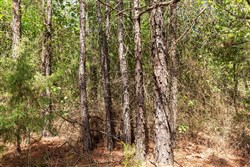 property photo for Stone Bridge Phase V Tract 379, 8.68 acres for sale in LatimerHaskell County, Oklahoma