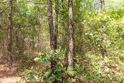 property photo for Stone Bridge Phase V Tract 379, 8.68 acres for sale in LatimerHaskell County, Oklahoma
