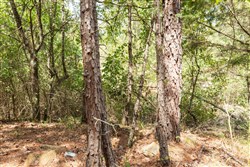 property photo for Stone Bridge Phase V Tract 379, 8.68 acres for sale in LatimerHaskell County, Oklahoma