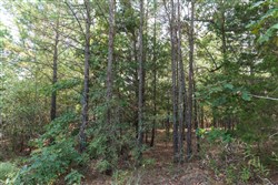 property photo for Stone Bridge Phase V Tract 399, 6.23 acres for sale in LatimerHaskell County, Oklahoma
