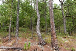 property photo for Stone Bridge Phase V Tract 400, 5.28 acres for sale in LatimerHaskell County, Oklahoma