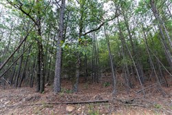 property photo for Stone Bridge Phase V Tract 401, 5.54 acres for sale in LatimerHaskell County, Oklahoma