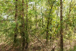 property photo for Stone Bridge Phase V Tract 409, 4.88 acres for sale in LatimerHaskell County, Oklahoma