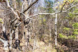 property photo for Stone Bridge Reserve Tract 11, 2.94 acres for sale in LatimerHaskell County, Oklahoma
