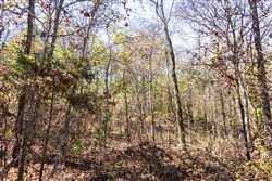 property photo for Stone Bridge Reserve Tract 8, 6.55 acres for sale in LatimerHaskell County, Oklahoma