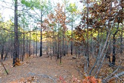 property photo for Stone Bridge Phase II Tract 119, 14.84 acres for sale in LatimerHaskell County, Oklahoma
