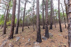 property photo for Stone Bridge Phase III Tract 139, 6.82 acres for sale in LatimerHaskell County, Oklahoma