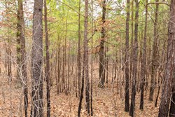 property photo for Stone Bridge Phase III Tract 199, 17.94 acres for sale in LatimerHaskell County, Oklahoma