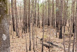 property photo for Stone Bridge Phase III Tract 199, 17.94 acres for sale in LatimerHaskell County, Oklahoma